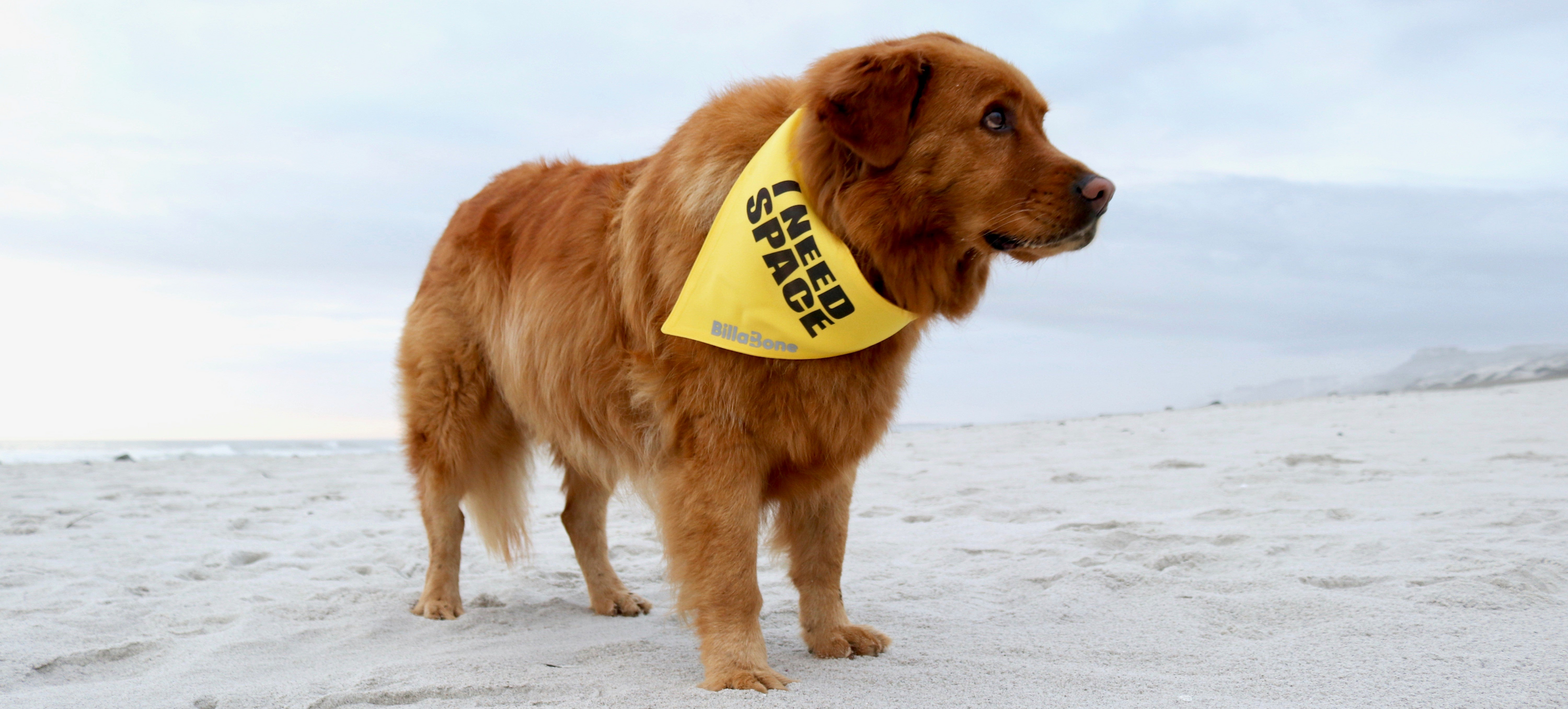 A golden retriever wearing a yellow "I Need Space" bandana by Billabone while standing calmly on a sandy beach. This accessory helps communicate that the dog is either anxious, unwell, elderly, nervous, adopted, or in training, offering a stylish yet practical way to ensure the dog feels safe and undisturbed in public settings.