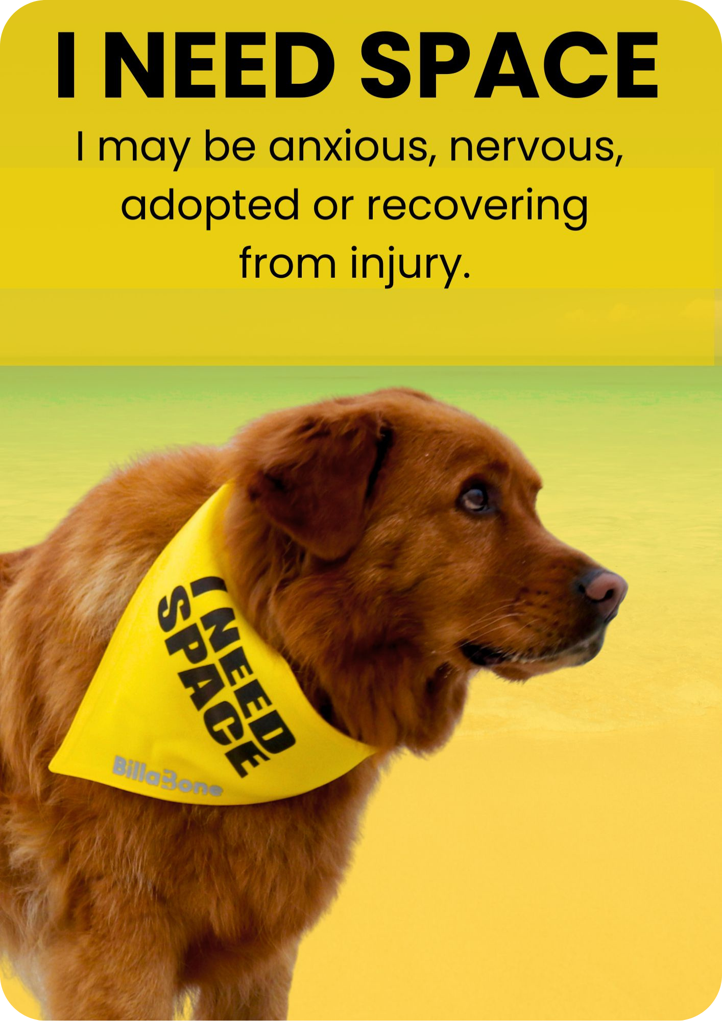 Yellow “Needs Space” dog products including bandanas and lead covers for anxious, nervous or recovering dogs
