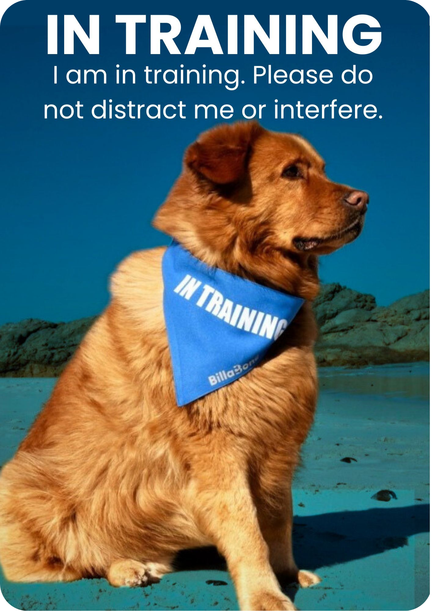 Blue “In Training” dog products including bandanas and lead covers for dogs in training that should not be distracted