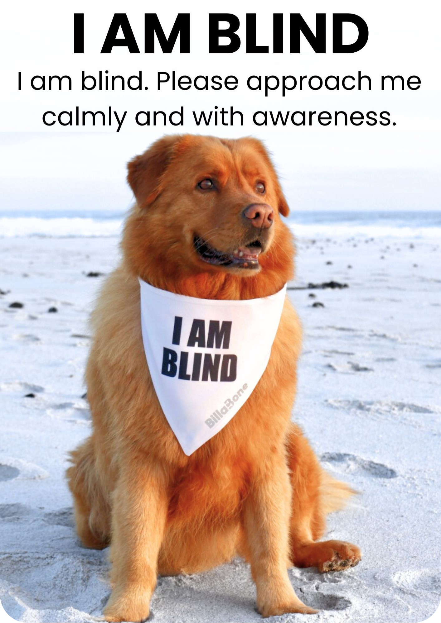 White “I Am Blind” dog products including bandanas and lead covers for visually impaired dogs needing calm and aware handling.