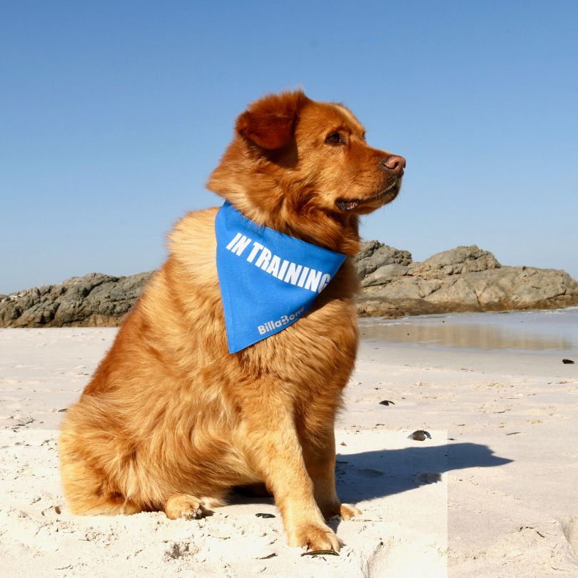 A Golden Retriever sitting on the beach wearing a vibrant blue polyester bandana designed for dogs currently in training. Featuring a reflective Billabone logo for visibility, this lightweight and breathable bandana helps signal to others that your dog is learning and should not be distracted. Perfect for training sessions, walks, and public outings.