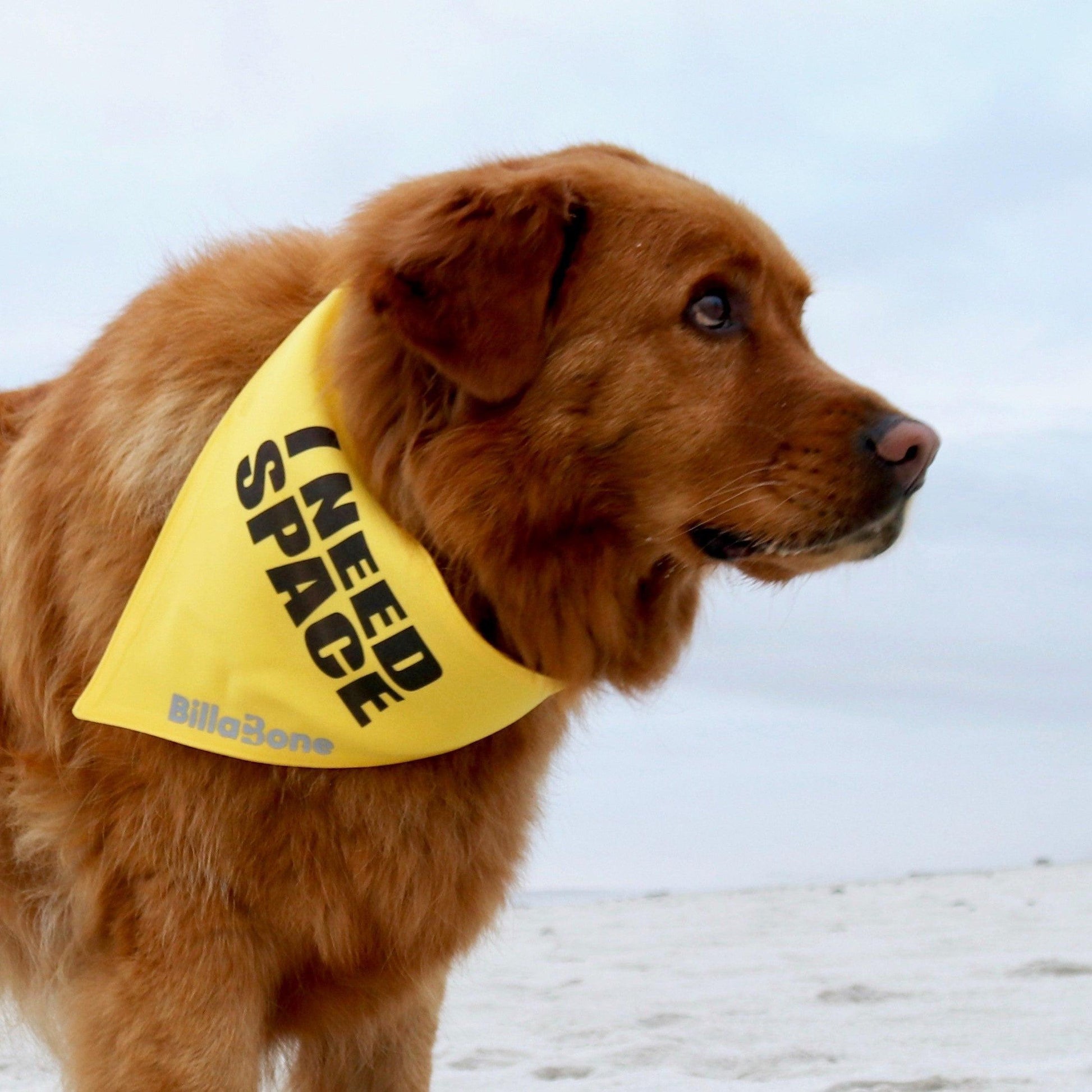 Yellow "Needs Space" dog bandana on a Golden Retriever cross Chow dog, indicating an anxious or nervous dog that requires space.