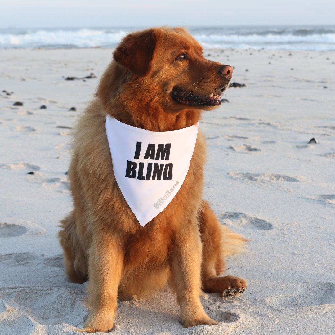 A Golden Retriever sitting on the beach wearing a white polyester bandana with bold black text that reads “I am Blind”. Designed for dogs with limited vision or that are completely blind. Featuring a reflective Billabone logo for visibility, this lightweight and breathable white bandana helps people understand why your dog might not respond to visual cues, ensuring more thoughtful interactions. This colour is universally recognized for the aforementioned terminology.