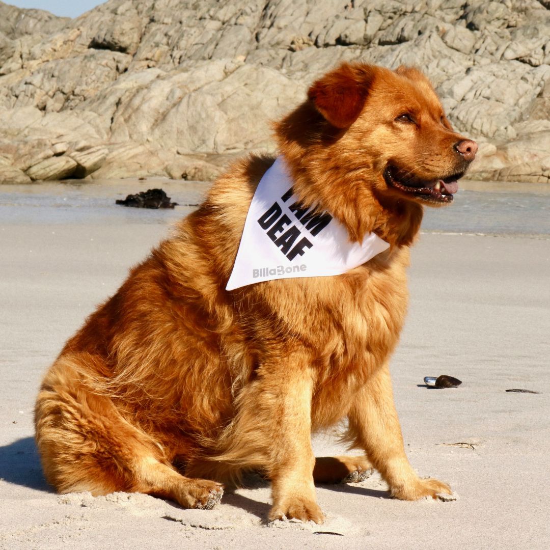 A Golden Retriever sitting on the beach wearing a white polyester bandana with bold black text that reads “I am Deaf”. Designed for dogs that may not respond to sounds due to hearing impairment. Featuring a reflective Billabone logo for visibility, this lightweight and breathable white bandana helps others approach with care and understanding. The color white is universally recognized for the aforementioned terminology.