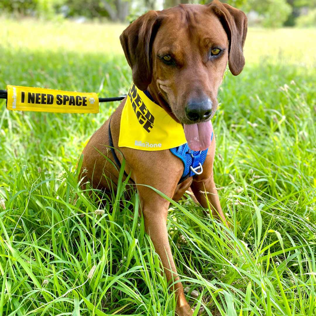 Jock the Rhodesian Ridgeback sitting on lush green grass, wearing a bright yellow "I Need Space" bandana by Billabone and a matching leash cover attached to a black lead. The dog appears calm but reserved, with its tongue out slightly, signaling that it may be either anxious, unwell, elderly, nervous, adopted, or in training. The yellow accessories serve as a clear message to others to respect the dog’s need for personal space.