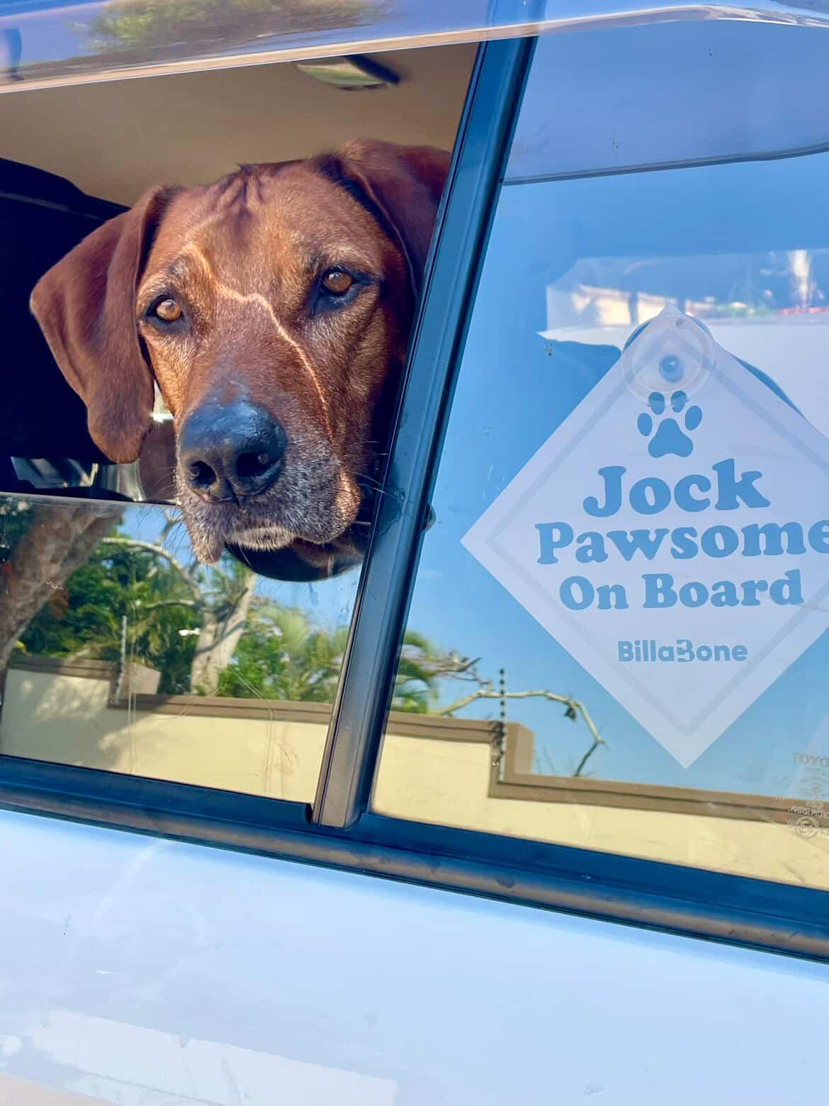Custom dog on board sign with dog name