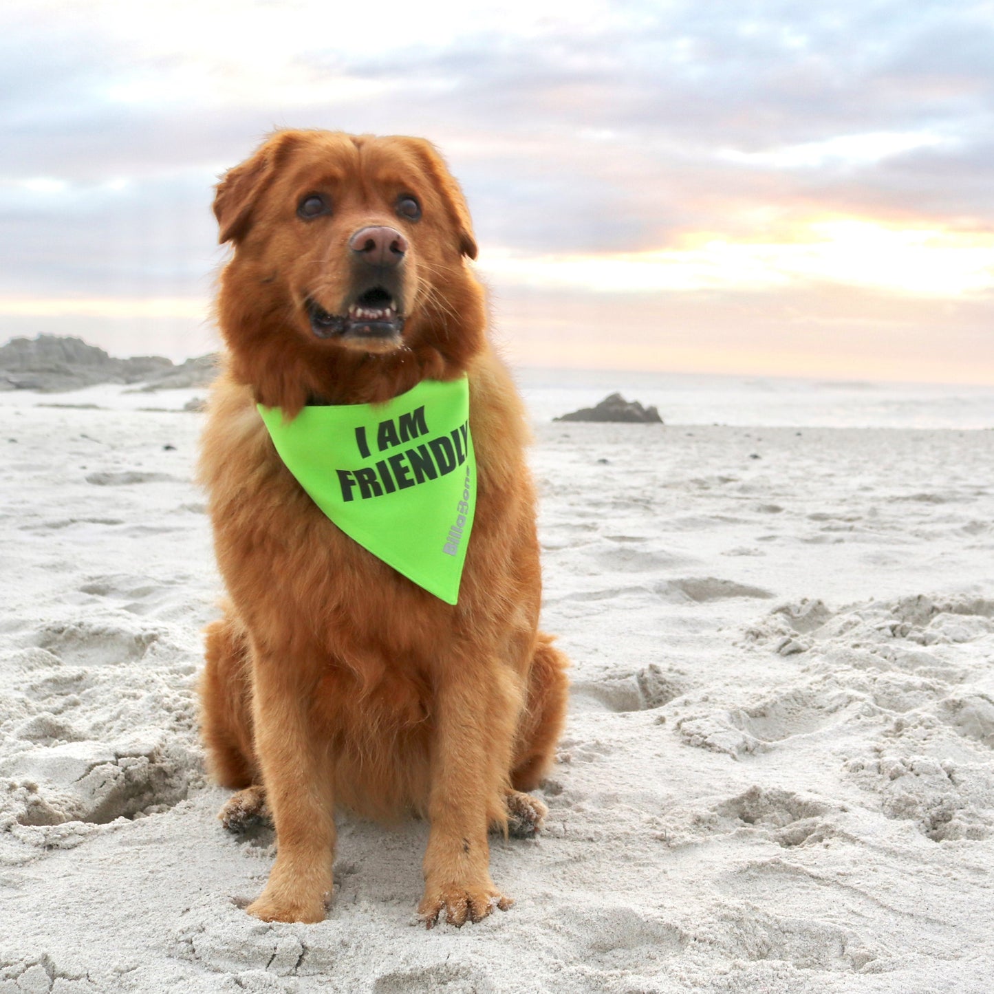 Friendly Golden Retriever sitting on the beach with a bright lime green bandana with bold text "I am Friendly" letting others know he is approachable and friendly.
