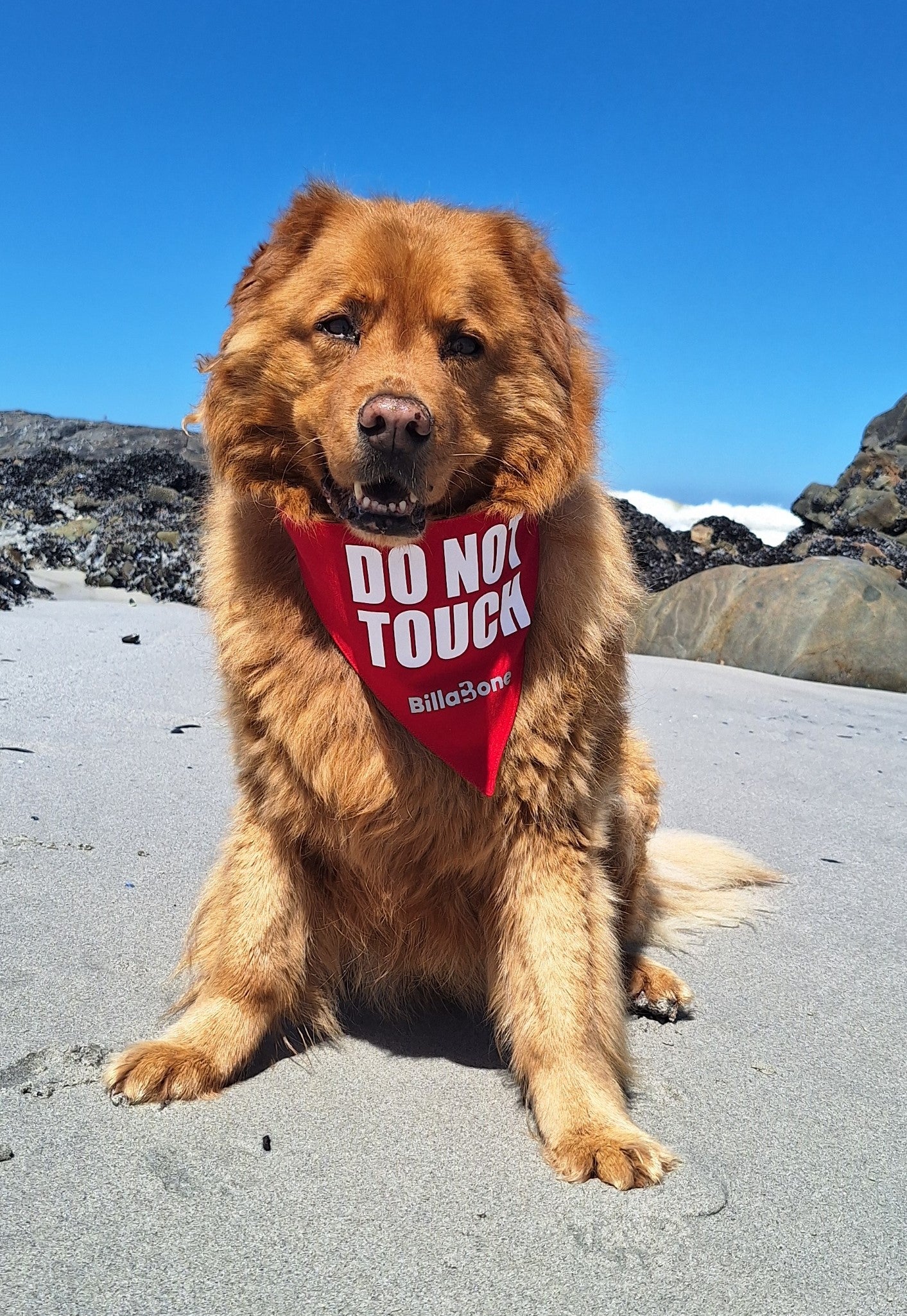 A beautiful, fluffy brown dog sitting on a sandy beach, wearing a red Billabone bandana with "DO NOT TOUCH" printed in bold white letters. The bright blue sky and rocky shoreline create a stunning backdrop. This bandana indicates that the dog might feel uncomfortable around new people or other dogs and doesn’t want to be touched.