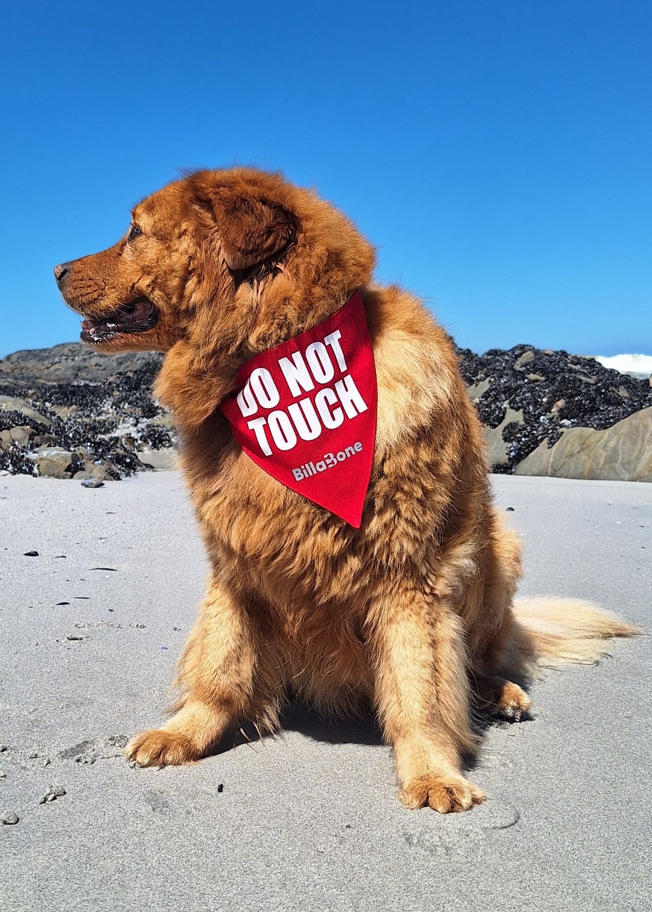 A beautiful, fluffy brown dog sitting on a sandy beach, wearing a red Billabone bandana with "DO NOT TOUCH" printed in bold white letters. The bright blue sky and rocky shoreline create a stunning backdrop. This bandana indicates that the dog might feel uncomfortable around new people or other dogs and doesn’t want to be touched.