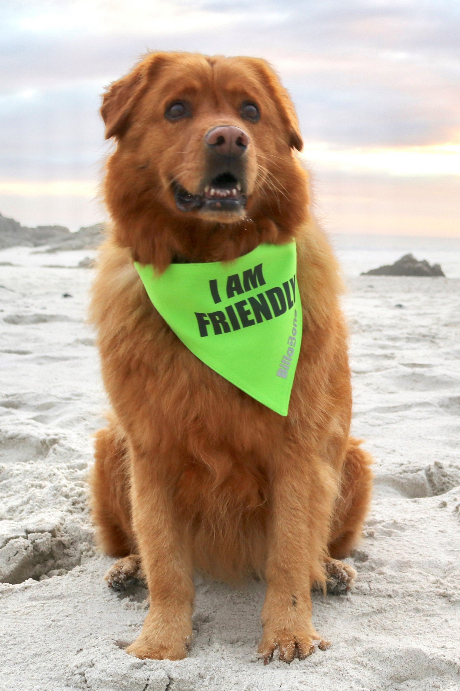 Friendly Golden Retriever sitting on the beach with a bright lime green bandana with bold text "I am Friendly" letting others know he is approachable and friendly. The colour green is internationally recognized for friendly dogs.